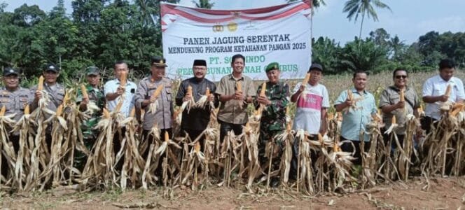 
					Dukung Program Ketahanan Pangan Nasional, Polres Batu Bara Panen Jagung Bersama PT Socfindo di Lima Puluh