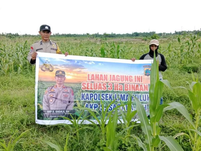 
					Kapolsek Lima Puluh Dorong Ketahanan Pangan Lewat Penanaman Jagung di Desa Lubuk Hulu