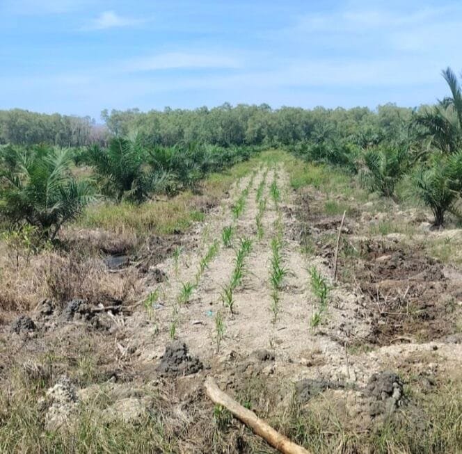 
					Dugaan Perambahan Hutan Lindung di Tanjungpura, Pemilik Lahan Siap Mengembalikan Kepada Negara Jika Sebahagian Masuk Dalam Kawasan Larangan