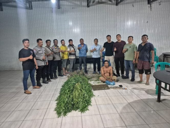 
					Bukan Cabai atau Kangkung, Polisi Temukan 40 Batang Ganja di Ladang Tanjung Morawa