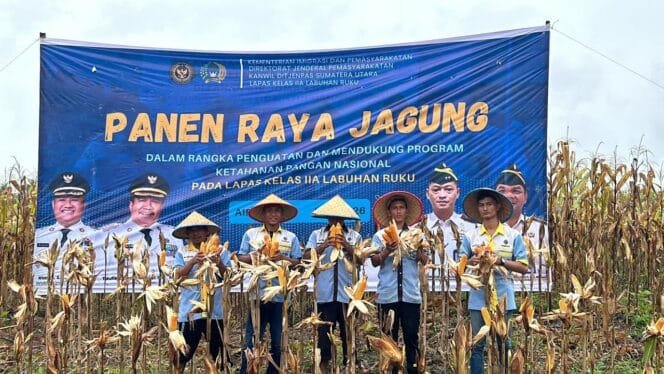 
					Dari Balik Tembok Pemasyarakatan, Jagung Berlimpah: Lapas Labuhan Ruku Sukses Gelar Panen Raya 