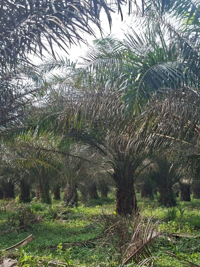 
					Hama Ulat Serang Kebun PTPN IV Regional 1 Tanah Raja, Produksi Sawit Terancam Menurun